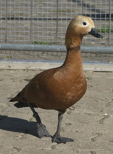 参与者
